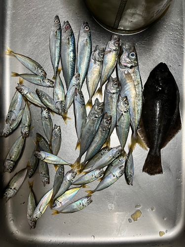 アジの釣果