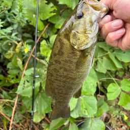 スモールマウスバス