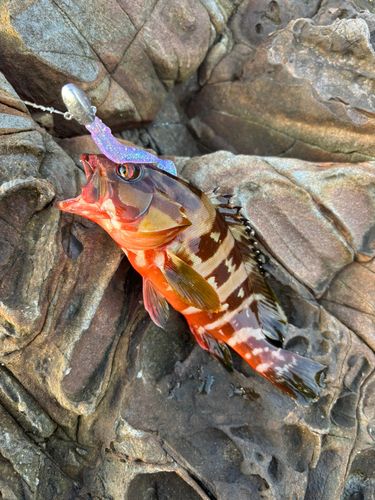 アカハタの釣果