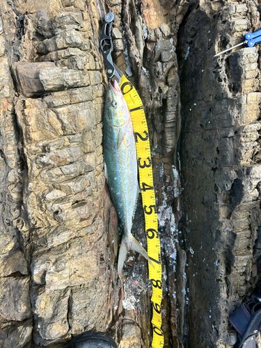 ツムブリの釣果