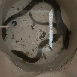 ウナギ