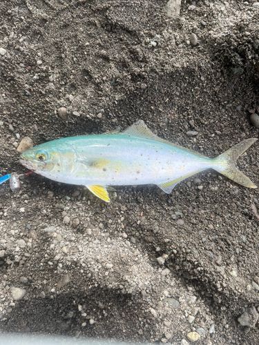 ワカシの釣果