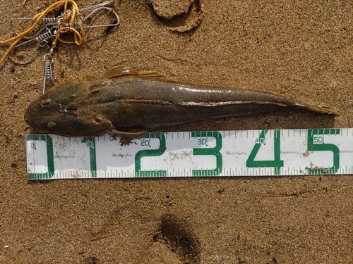マゴチの釣果