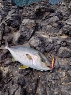 ショゴの釣果