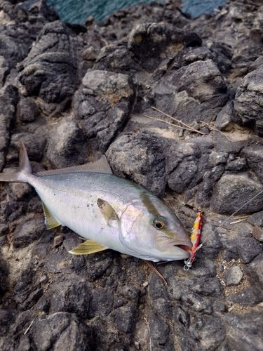 ショゴの釣果