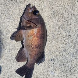 メバル