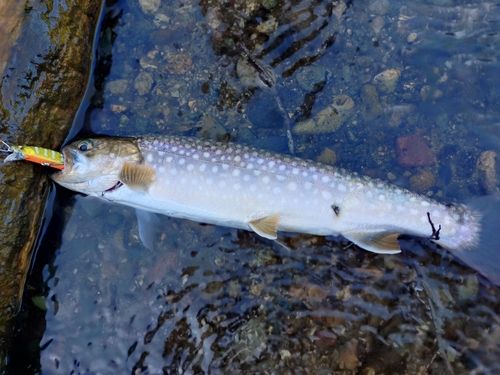 イワナの釣果
