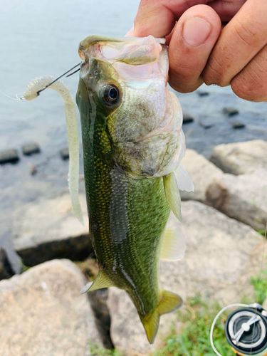 ラージマウスバスの釣果