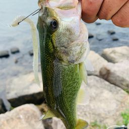 ラージマウスバス