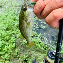 ラージマウスバス