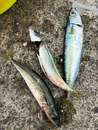 サバの釣果