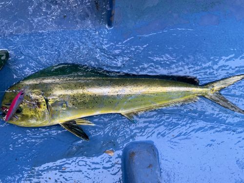 シイラの釣果
