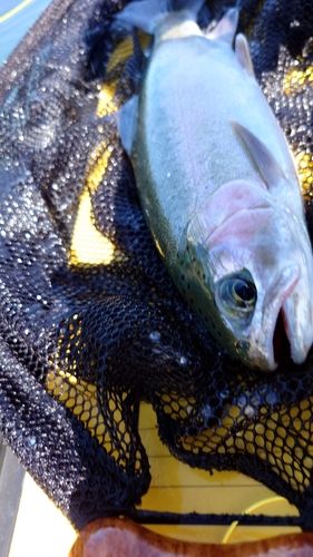 ニジマスの釣果