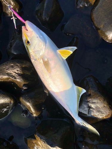 ネリゴの釣果