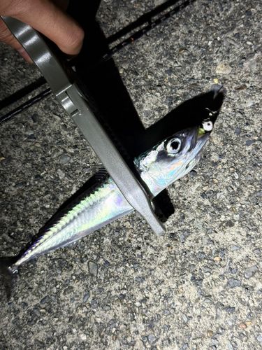 サバの釣果