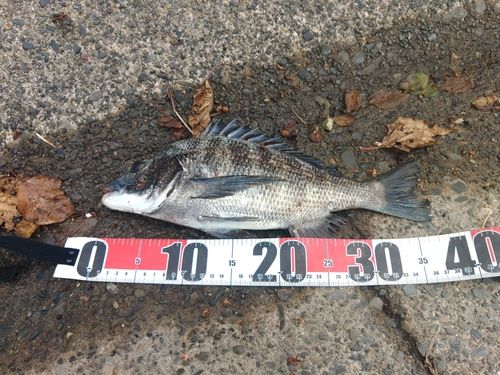 クロダイの釣果