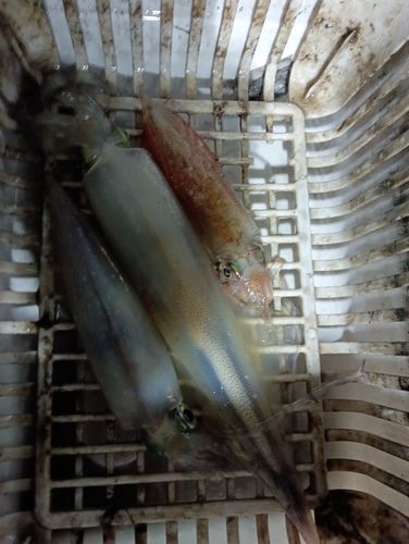 ケンサキイカの釣果