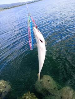 マサバの釣果