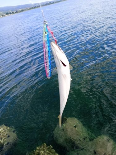 マサバの釣果