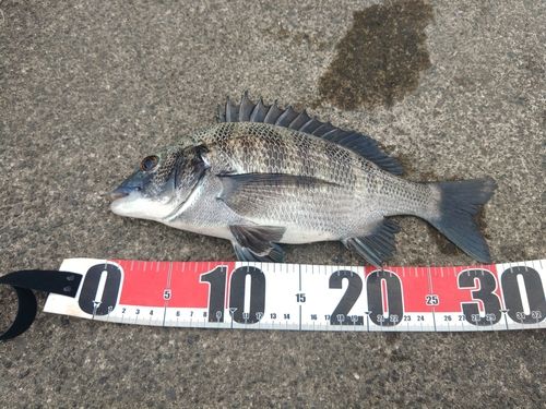 クロダイの釣果