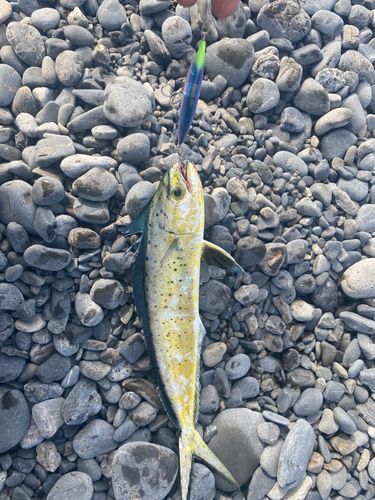 シイラの釣果
