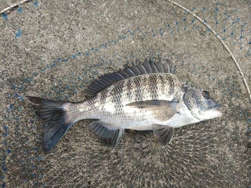 クロダイの釣果