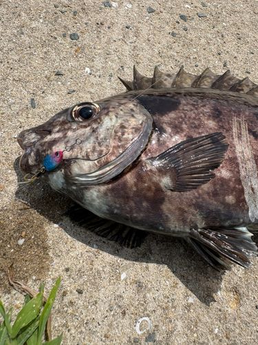 アイゴの釣果