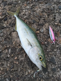ツバスの釣果