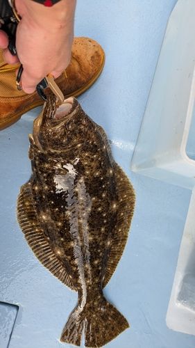 ヒラメの釣果