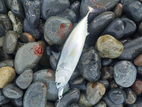 ヒラソウダの釣果