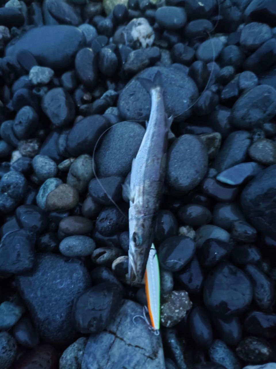 ヒラソウダ