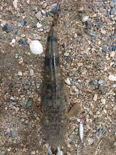 マゴチの釣果