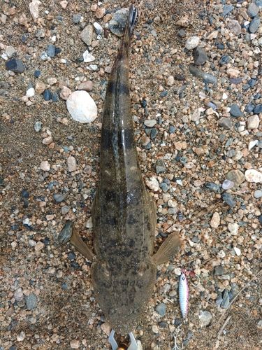マゴチの釣果