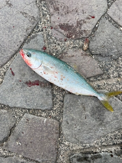 ブリの釣果