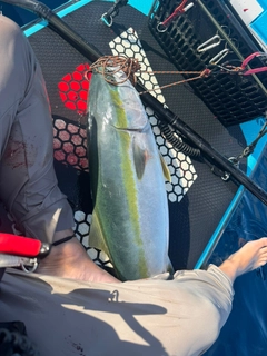 ブリの釣果
