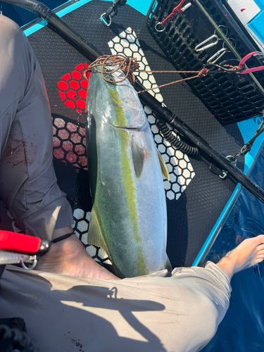 ブリの釣果