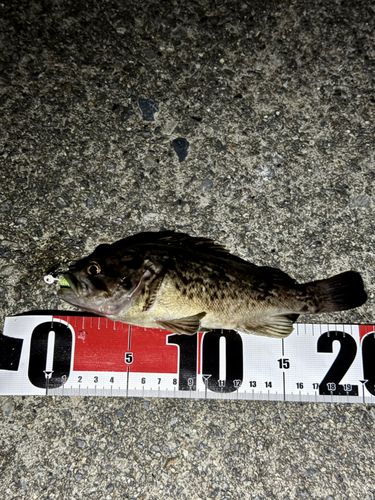 クロソイの釣果