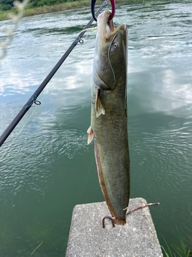 ナマズの釣果