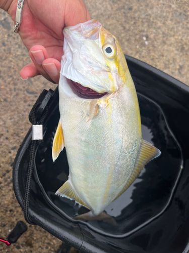 ショゴの釣果