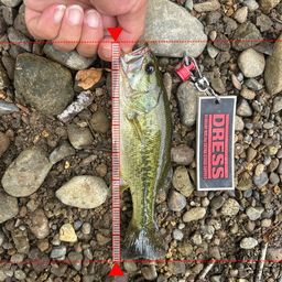 ラージマウスバス