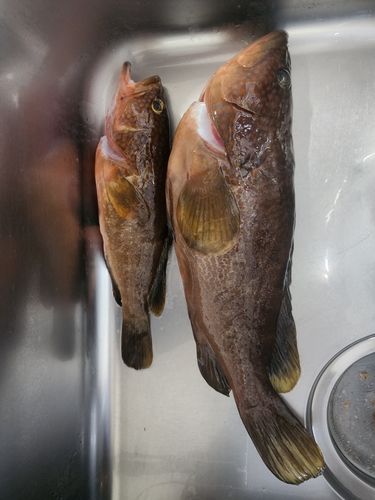 キジハタの釣果