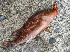アコウの釣果