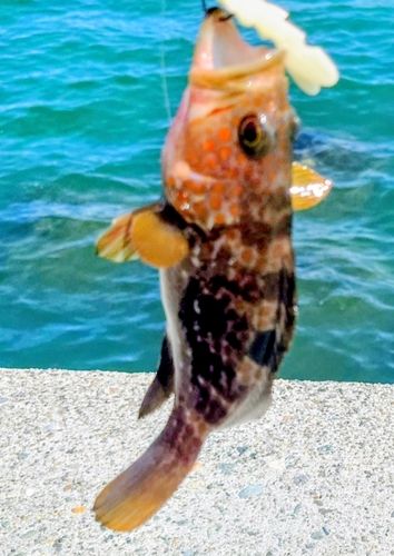 キジハタの釣果