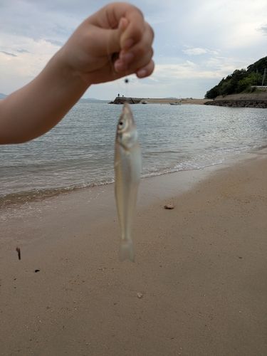 シロギスの釣果