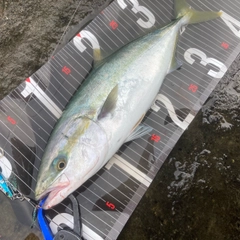 イナダの釣果