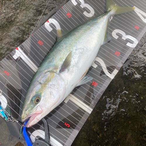 イナダの釣果