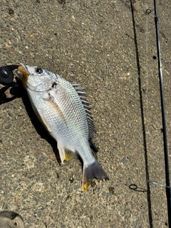 キビレの釣果