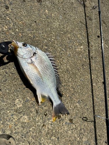 キビレの釣果