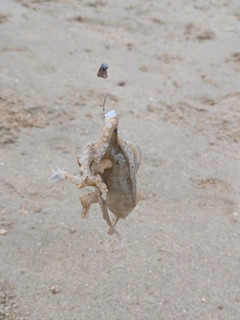 イイダコの釣果
