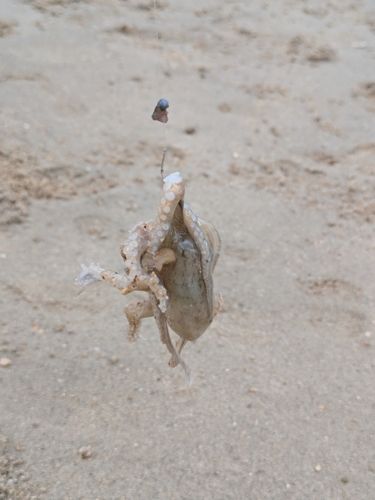 イイダコの釣果